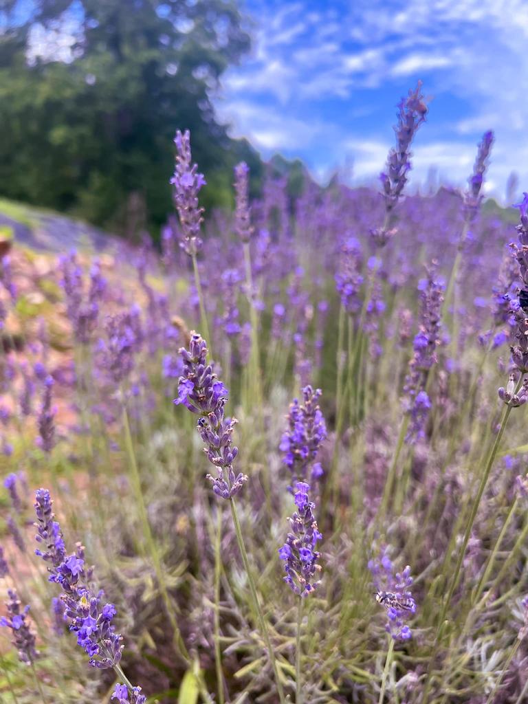 Lavender Lamb Farm